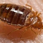 Image of Bed Bug
