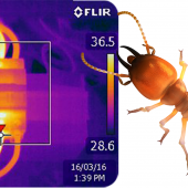 Thermal Scan & Termite Inspection