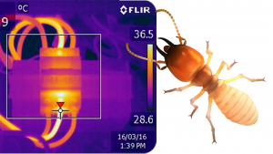 Thermal Scan & Termite Inspection